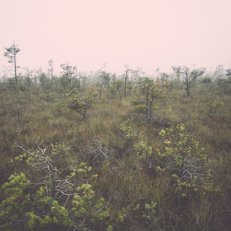 bog landscape with trees in swamp and mist - retro, vintage style lookの写真素材