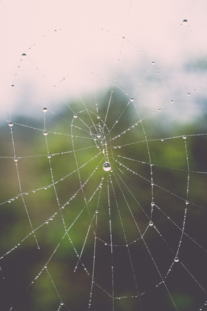 The spider web (cobweb) closeup background - retro, vintage style lookの写真素材