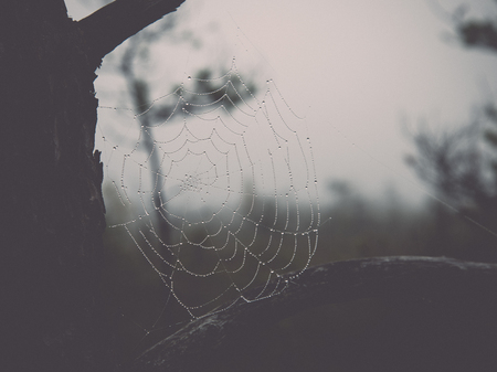 The spider web (cobweb) closeup background - retro, vintage style lookの写真素材