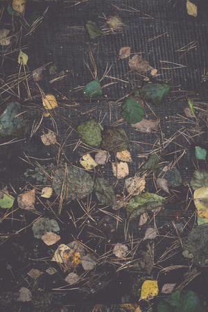 old wooden planks covered with autumn leaves - retro, vintage style lookの写真素材