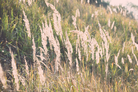 autumn plants on the bog with shadows - retro, vintage style lookの写真素材