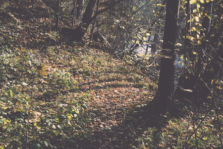autumn colored tourism trail in the woods in the countryside - retro, vintage style lookの写真素材