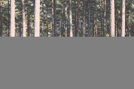 forest trees in autumn colors in countryside late autumn - retro, vintage style lookの写真素材