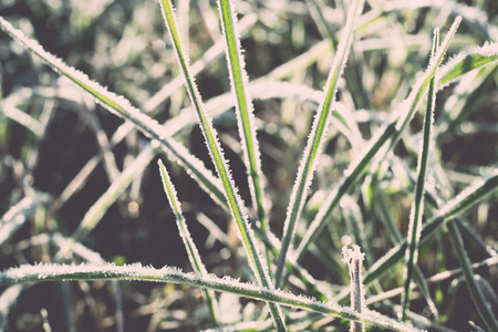 close up photo of frosty morning grass, chilling morning in fall - retro, vintage style lookの写真素材