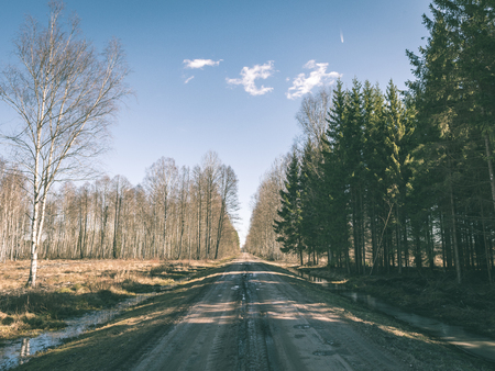 forest textured background of trees and land in early spring with sunshine - vintage green lookの写真素材
