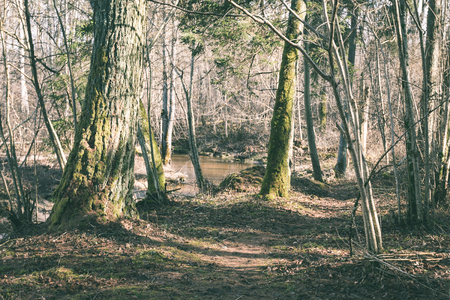 Old forest with moss covered trees and rays of sun in summer - vintage green lookの写真素材