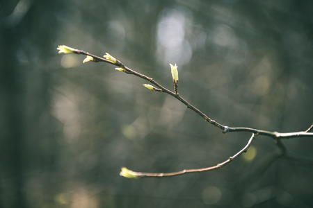 tree blossoms and first leaves in early spring on a brown background - vintage green lookの写真素材