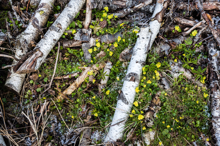 dry broken tree branches on the ground in spring forest. texturedの写真素材