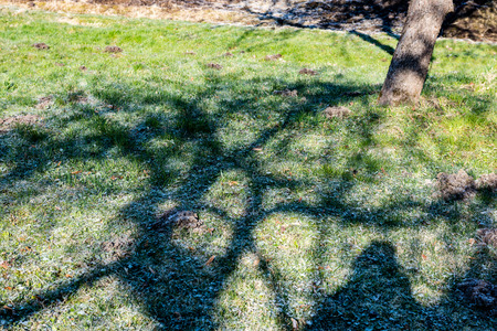 tree trunks in forest with rays of sun and sharp shadows. early springの写真素材