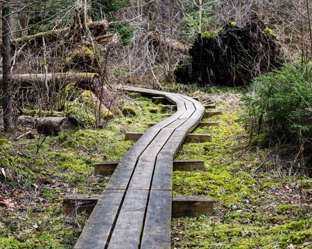 wooden footbridge in the bog in the countryside surrounded by forestの写真素材