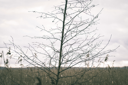 beautiful blur dry grass and bent background texture by the beach - vintage film effectの写真素材