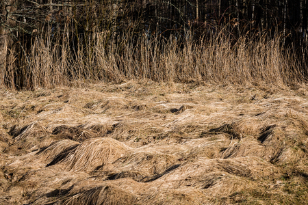 beautiful blur dry grass and bent background texture by the beachの写真素材