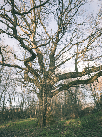 old large tree against blue sky with branches wide spread - vintage film effect