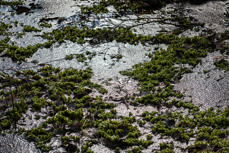 abstract reflections of trees and grass in the swamp water in spring day
