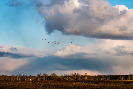 bright fresh fields in country under blue sky with white storm cloudsの写真素材