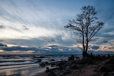 old large tree against blue sky with branches wide spreadの写真素材