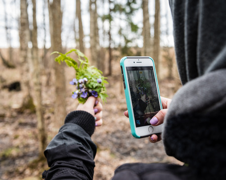 anonymous person taking pictures of first spring flowers with phone camera with wooden boardwalk in backgroundの写真素材