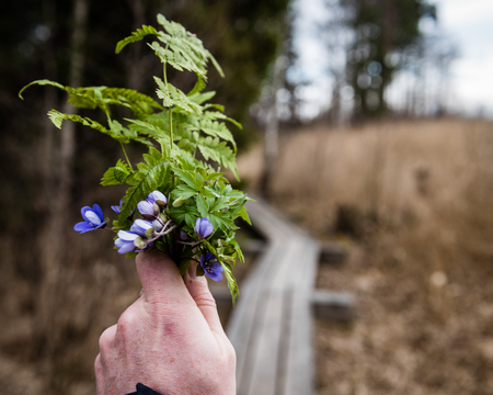 anonymous person taking pictures of first spring flowers with phone camera with wooden boardwalk in backgroundの写真素材