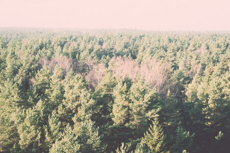 panoramic view of misty forest. far horizon. - retro, vintage style lookの写真素材