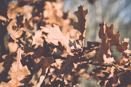 autumn gold colored leaves in bright sunlight in forest - retro, vintage style lookの写真素材