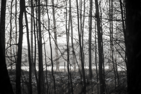 christmas background of snowy forest, frosted tree tops on sky.. vintage retro monochrome lookの写真素材