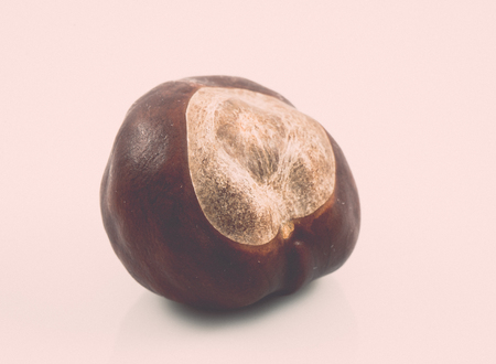 chestnut core isolated on white background. vintage grainy retro style film effectの写真素材