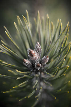pine tree branch closeup with blur background - indie vintage retro film lookの写真素材