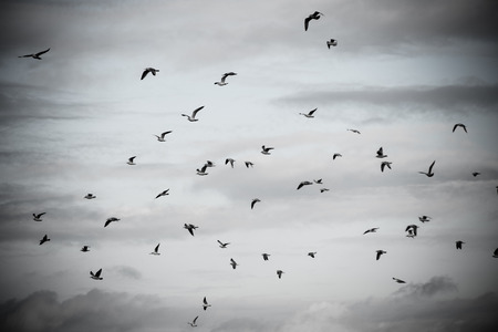 many seagulls on the beach flying. cloudy sky - retro vintage 80's film look