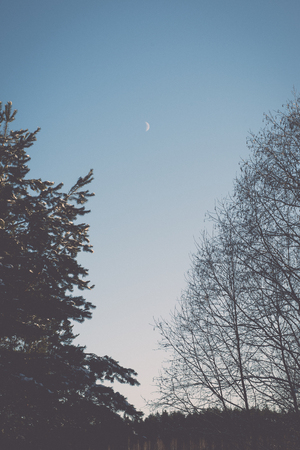 beautiful snowy winter landscape with trees and blue sky - retro vintage effectの写真素材