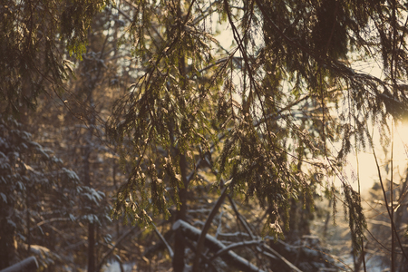 winter tree branches in abstract textured background - retro vintageの写真素材