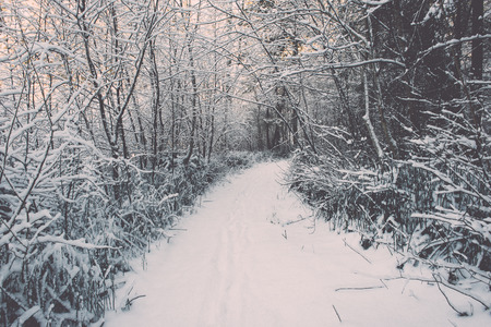 snowy winter forest landscape with snow covered trees - retro vintageの写真素材