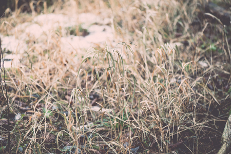 dirty wet leaves in the snow. background texture - vintage retro effectの写真素材
