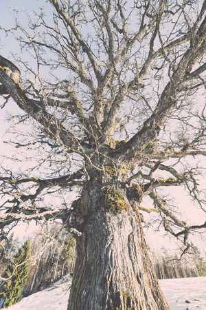 old oak tree in winter fields with snow, Kvepenes, latvia - retro vintage effectの写真素材