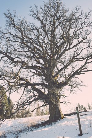 old oak tree in winter fields with snow, Kvepenes, latvia - retro vintage effectの写真素材