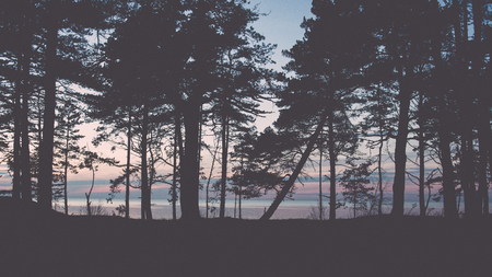 forest textured background of trees and land - retro vintage film effectの写真素材