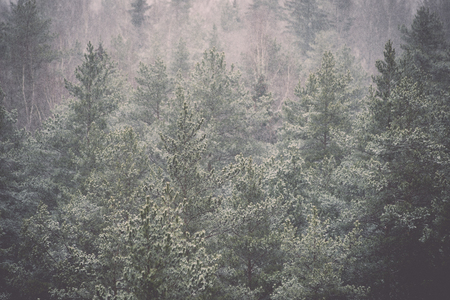 panoramic view of misty forest. far horizon - retro vintage film effect