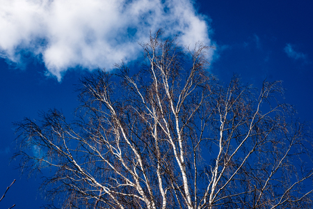 Trees in the forest - the crown of leaves against the sky in springの写真素材