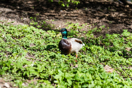 Flock of Ducks in sunny summer day. close up.の写真素材