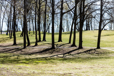 fir trees on a meadow down the will to coniferous forest in foggy forest in latviaの写真素材