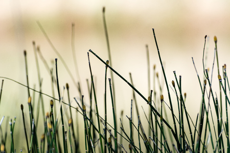 Horizontal image of lush early spring foliage - vibrant green spring fresh leaves of birch tree in spring in protected forestの写真素材