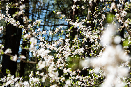 Image of lush early spring foliage - vibrant green spring fresh leaves of blooming apple tree in...