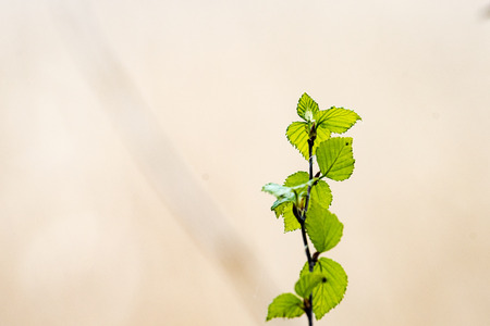 Horizontal image of lush early spring foliage - vibrant green spring fresh leaves of birch tree in...