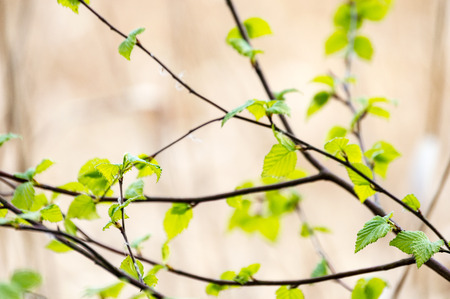 Horizontal image of lush early spring foliage - vibrant green spring fresh leaves of birch tree in spring in protected forestの写真素材