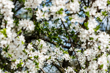 Image of lush early spring foliage - vibrant green spring fresh leaves of blooming apple tree in...