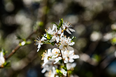 Image of lush early spring foliage - vibrant green spring fresh leaves of blooming apple tree in spring in gardenの写真素材