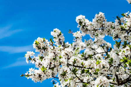 Image of lush early spring foliage - vibrant green spring fresh leaves of blooming apple tree in...