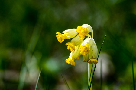 fresh white flowers and blossoms in spring blooming in natural environment with insectsの写真素材