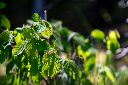 abstract green foliage background in forest with harsh shadows and fresh leavesの写真素材