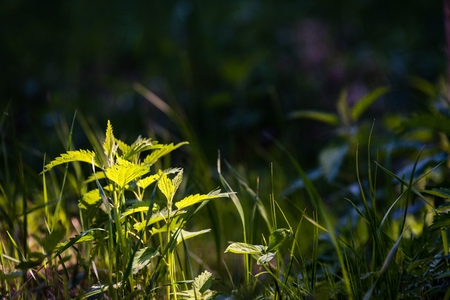 abstract green foliage background in forest with harsh shadows and fresh leavesの写真素材