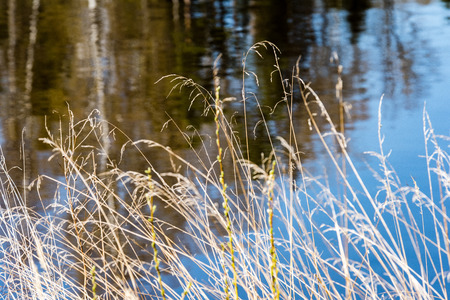 summer landscape of river with clouds and reflections. bents and different plantsの写真素材